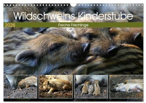 Wildschweins Kinderstube - Freche Frischlinge (Wandkalender 2026 DIN A3 quer), CALVENDO Monatskalender: Fressen, spielen, schlafen. Frischlinge langweilen sich nie. (CALVENDO Tiere)