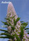Mixed Echium Vulgare Blumensamen 50 PC Bonsai Distel Baum Pflanzgut Samen Stauden Blumen-Garten-Blumensamen zum Verkauf 16