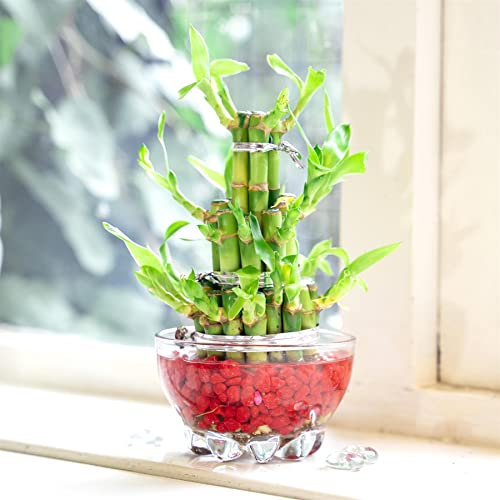Lucky Bamboo Ribbon Plant 3 Tiers Tower with Red Theme Vase and Gravel Stone