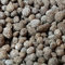 Biohome Biogravel ist ein neues Filtermedium für Aquarienfilter; Filtermaterial auch für beengte Verhältnisse geeignet - Bio.Biogravel.1kg
