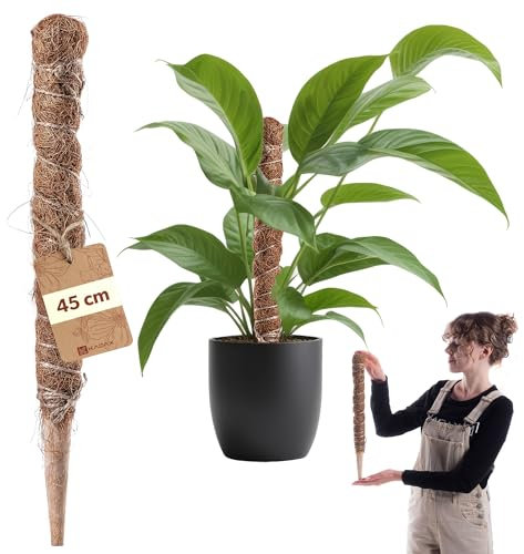 KADAX Monstera - Bastone per piante da appartamento in fibra di cocco (45 cm), asta di cocco e muschio per piante d'appartamento, rampicante e supporto per piante per interni ed esterni