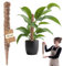KADAX Monstera - Bastone per piante da appartamento in fibra di cocco (45 cm), asta di cocco e muschio per piante d'appartamento, rampicante e supporto per piante per interni ed esterni
