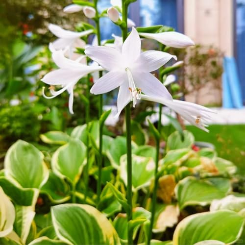 Funkien zwiebeln,winterharte Blumenzwiebeln,duftend,Hosta Wurzel,geeignet für die Blumendekoration im Garten und auf dem Balkon,hosta pflanze winterhart(große Zwiebeln,ohne Samen)-15zwiebeln-C