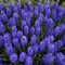 Petali Di Giacinto Carini La Ricca Fragranza Del Giacinto Fa Sentire Felici Le Persone I Giacinti Sono Fiori Da Giardino Perenni Straordinariamente, Bulbi Di Giacinto -5bulbs-B