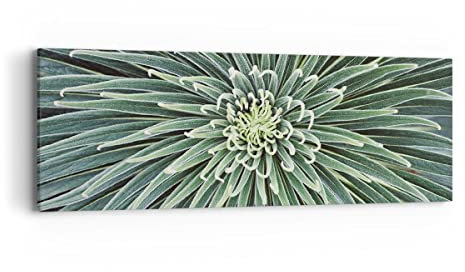 Panorama Bilder auf Leinwand Agave Grün Pflanze Leinwandbild 90x30cm Wandbilder Dekoration Wohnzimmer Schlafzimmer Küche Klein Wanddeko Bild Wand Kunstdruck Art Wall Decor Canvas AB90x30-4905