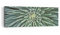Panorama Bilder auf Leinwand Agave Grün Pflanze Leinwandbild 90x30cm Wandbilder Dekoration Wohnzimmer Schlafzimmer Küche Klein Wanddeko Bild Wand Kunstdruck Art Wall Decor Canvas AB90x30-4905