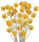 SLFYEE 30PCS Fiori Secchi Decorativi Bouquet Fiori Secchi di Craspedia Giallo Fiori Essiccati da Interno Esterno Fiori Secchi Naturali per Casa Vaso Ufficio Matrimonio DIY