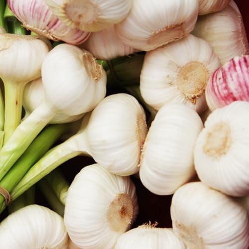 4 pcs elefantenknoblauch， schattenpflanzen winterhart pflanzknoblauch， garten pflanzen，gewächshaus balkon hochbeete für garten blumen garten，pflanzen für draußen gemüsepflanzen stauden