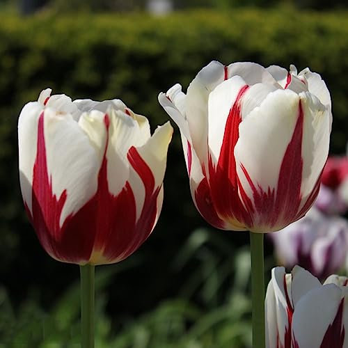 2 piezas bulbos de tulipán - plantas perennes resistentes bulbos de flores tulipanes bulbos perennes resistentes,bulbos de tulipanes,tulipa gesneriana, plantas plantas de balcón