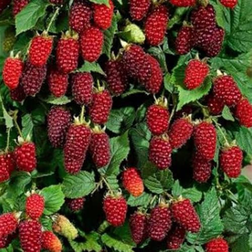 50 pezzi deliziosi semi di frutta lampone rosso dolce succoso giardino pianta da giardino albero semi da giardinaggio per piantare ora 50 pz Semi Di Lampone