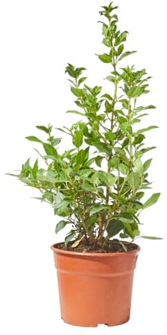 Verdecora Durillo en maceta 5L | Viburnum tinus | Planta de Interior y Exterior | Arbusto Natural | Follaje Persistente y Flores Fragantes | Ideal para Decoración y Setos