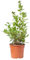 Verdecora Durillo en maceta 5L | Viburnum tinus | Planta de Interior y Exterior | Arbusto Natural | Follaje Persistente y Flores Fragantes | Ideal para Decoración y Setos