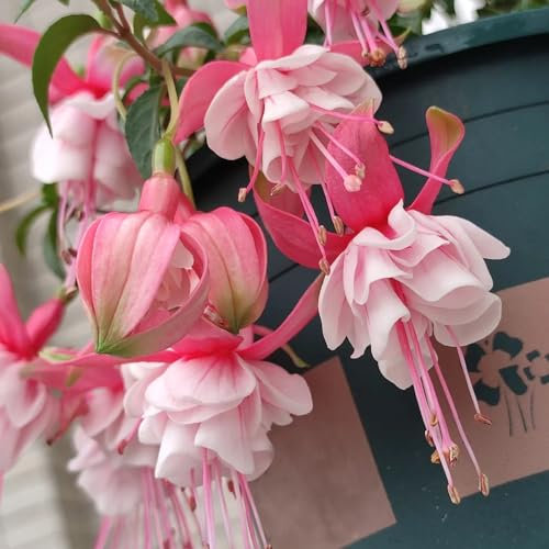 30 pcs Oleander Pflanzen Samen Gartengeschenke, Alte Sorten Saatgut Oleander Samen Winterhart gartensamen, kübelpflanzen winterhart garten geschenke für frauen robuste balkonpflanzen