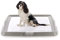 AqpetFriends BauBox - Lettiera per Cani, Toilette Pieghevole 86x62 cm | Vassoio Porta Tappetini Assorbenti, Ideale per Addestramento Cuccioli e Uso in Casa