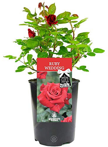 Ruby Wedding Rose - 40th Wedding Anniversary - Help Celebrate a Special Couple's Ruby Anniversary with a Unique Living Plant Gift