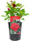 Ruby Wedding Rose - 40th Wedding Anniversary - Help Celebrate a Special Couple's Ruby Anniversary with a Unique Living Plant Gift