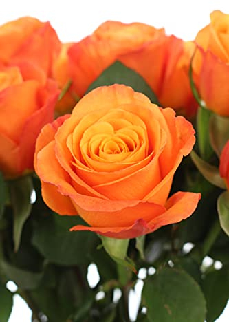 10 Rosen im Bund - Orange - frische echte Stiele in Premium-Qualität - 40 cm - Frischegarantie