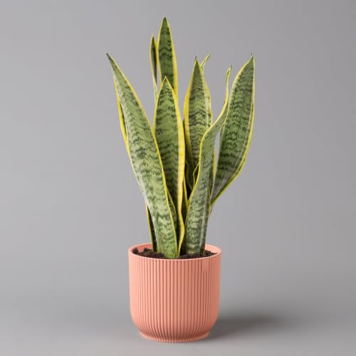 Bogenhanf in Übertopf Vibes rosa, Topf-Ø 12 cm, Höhe ca. 45 cm