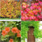50 pcs wilder Wein kletterpflanze samen - garten geschenk hochbeet saatgut Creeper,Parthenocissus Quinquefolia,Parthenocissus tricuspidata pflanzenkübel exotische zimmerpflanzen gartenarbeit