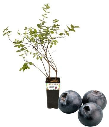 P. Piantine da Orto | Mirtillo Nero Gigante Tardivo, Vaso da 2L, Pianta Pronta per Il Trapianto, Pianta Vera da Orto, da Balcone e da Esterno, Vivaio Italiano