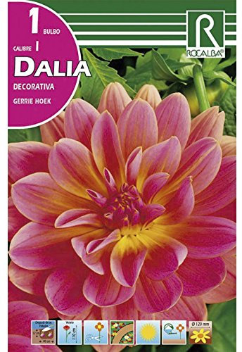 BULBO DALIA GERRIE HOEK - 1 UD