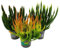 Calluna Green Nature - Grüne Besenheide - Heidekraut - winterhart - 11cm Topf - Set mit 3 versch. Pflanzen