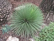 Agave stricta 15 SEMI
