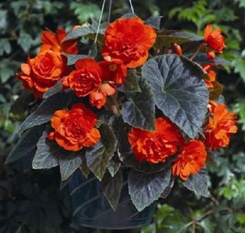 15 pellettato Begonia Begonia Semi Go Go Arancione Gogo Serie Begonia