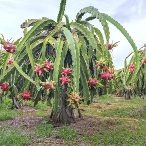 Fruta Dragón Cactus Trepador Natural Planta de la Pitaya