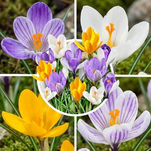 FLORIUM Cipolle giganti crocus fiori botanici – resistenti all'inverno, perenni