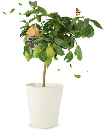 Plants By Post Citrus Lemon Tree – Low‑Maintenance Live Fruit Tree, Mediterranean Ornamental Plant. Indoor & Outdoor Decor for Garden, Patios, Balconies. Potted in a Cream Metal Planter, 65‑70cm Tall