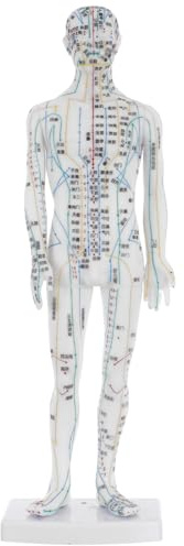 Warmhm Modèle Acupuncture Homme Blanc Mannequin Points Pression et Méridiens Outil Pédagogique pour Formation Acupuncteurs et Médecine Traditionnelle Chinoise
