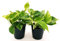 POWERS TO FLOWERS - POTOS EPIPREMNUM MARBLE QUEEN 2 PIANTE, Vaso 13cm, Piante Vere