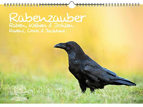 Rabenzauber Raben, Krähen und Dohlen Immerwährender Kalender DIN A3 - Seelenzauber