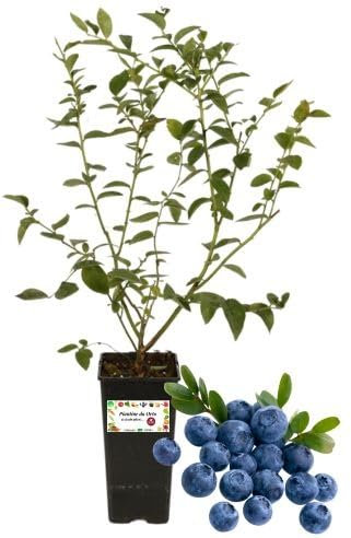 P. Piantine da Orto | Mirtillo Siberiano, Vaso da 2L, Pianta Pronta per Il Trapianto, Pianta Vera da Orto, da Balcone e da Esterno, Vivaio Italiano