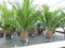 gruenwaren jakubik Cycas Revoluta Bonsai 40-60 cm Palmfarn Sagopalme Palme, innen + außen
