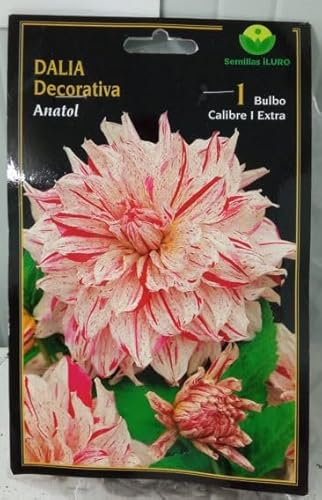 Peyca Bulbo de dalia decorativa anatol 1 unidad - Semillas Iluro