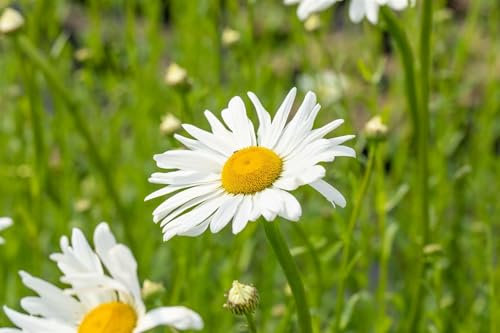 Leucanthemum vulgare 'Maikönigin' ca. 9x9 cm Topf - Wiesenmargerite, weiße Blüten, Blütezeit Mai-Juli, ideal für naturnahe Gärten, bienenfreundlich, pflegeleicht