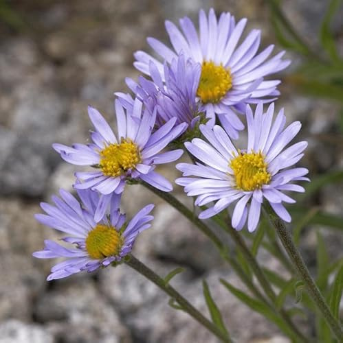 Alpenaster - Aster alpinus - lebende Gartenpflanze aus den Baumschulen