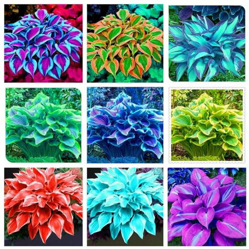 Bulbi di Hosta. Pianta perenne resistente al freddo, adatta a balconi, cortili, giardini, facile da piantare e mantenere-4bulbi-E