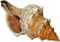 Kaltner Präsente Geschenkidee - Muschel Fasciolaria Trapezium Trapez Bandschnecke Meeresschnecke (15-16 cm)