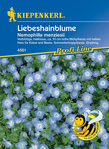 Kiepenkerl 4561 Liebeshainblume, strahlend-himmelblaues Blümchen mit weißem Herz, blüht von Juni bis September