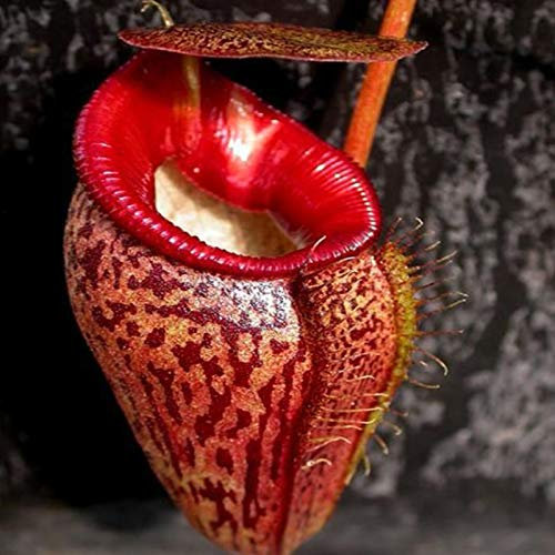 Benoon Semi di piante di brocca da 100pcs, semi di nepenthes carnivoro semi alta germinazione esotica fresca producendo semi di nepenthes carnivoro per cortile Rosso