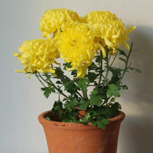 Chrysanthemen, zimmerpflanzen balkongewächshäuser alte sorten sommerblumen balkonpflanzen steingartenpflanzen deko exotische 90Samen