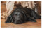 jigsaw 1000 pieces，Black Labrador On The Ground，DIY Art for Grown Ups Adults（38x26cm）-264