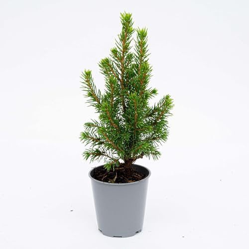 3er-Set Mini-Weihnachtsbaum – Picea Glauca Perfecta – 15–20cm – Kleine Weihnachtsbäume im Ø6cm Topf – Immergrüne Mini-Fichten für Tischdeko, Büro & festliche Akzente