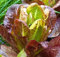 Romanasalat - Salat Romaine Rouge d'Hiver - Salate - 500 Samen
