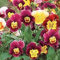 Viola cornuta (Viola cornuta a fiore grande) Bambini Mix - 50 semi:Seeds