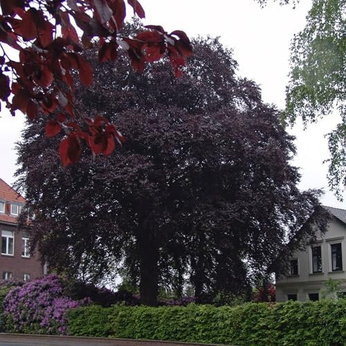 Vivai le Georgiche - Pianta vera di Fagus sylvatica Swat Magret Faggio - altezza alla vendita 100-120 cm