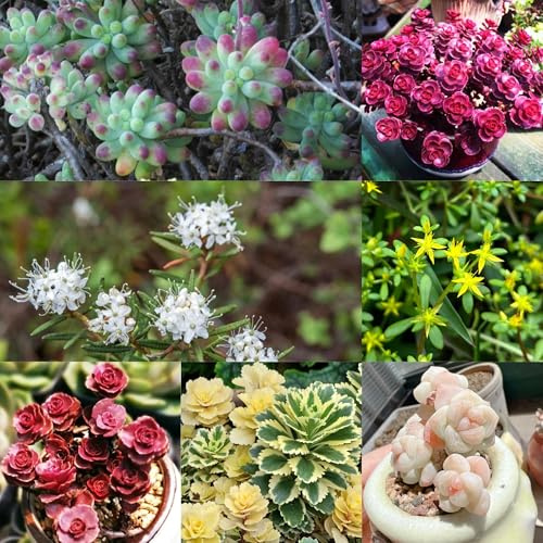 sedum - semillas 400pcs